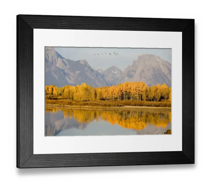 Framed Print : USA, Wyoming, Grand Tetons National Park. Birds fly over Oxbow Bend in the the Tetons Framed Print : USA, Wyoming, Grand Tetons National Park. Birds fly over Oxbow Bend in the the Tetons