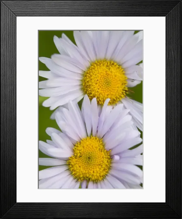 Framed Print : USA, North America, Washington