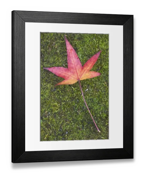 Framed Print : USA, North America, Washington