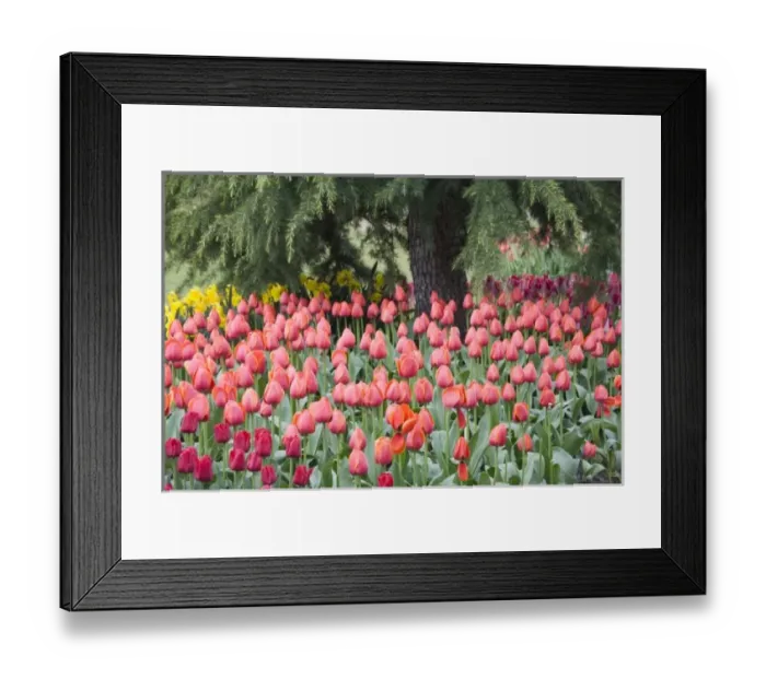 Framed Print : WA, Skagit Valley, Roozengaarde Tulip Garden, Colorful tulips Framed Print : WA, Skagit Valley, Roozengaarde Tulip Garden, Colorful tulips