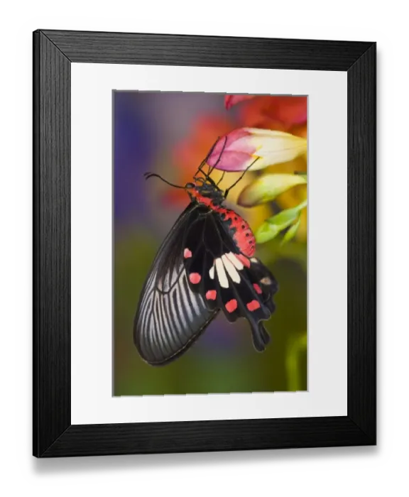 Framed Print : Sammamish, Washington Tropical Butterfly Photograph of Pachliopta aristolachiae