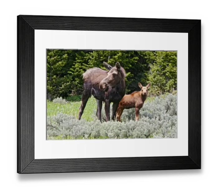 Framed Print : USA, North America, Wyoming