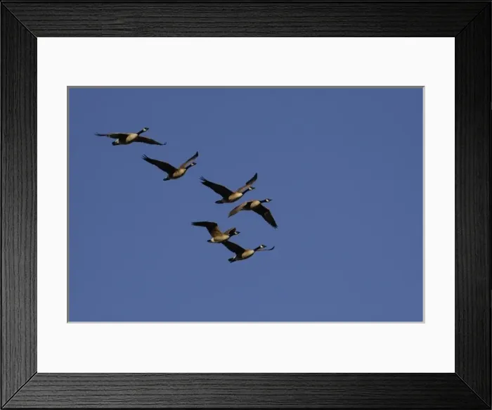 Framed Print : Canada Geese (Branta canadensis) Grand Teton National Park Wyoming. USA