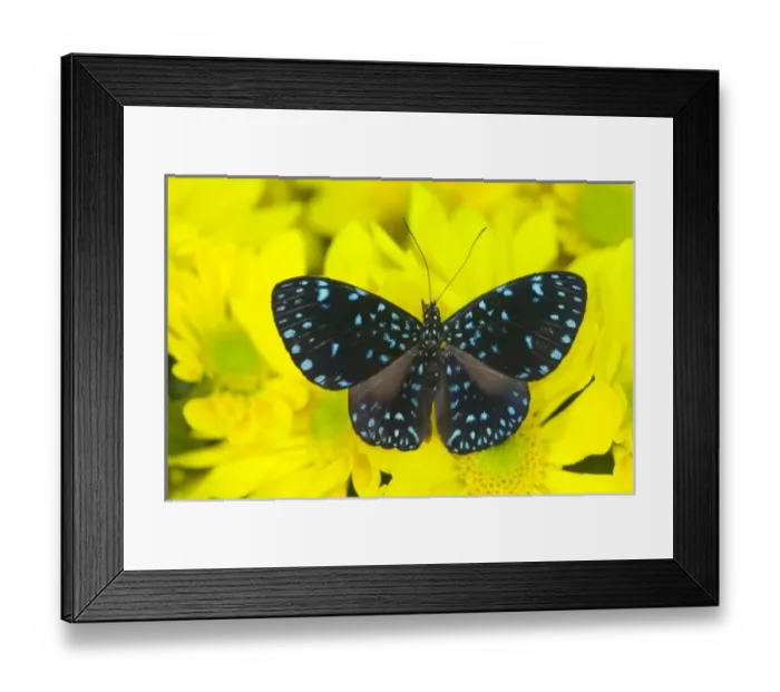 Framed Print : USA, North America, Washington