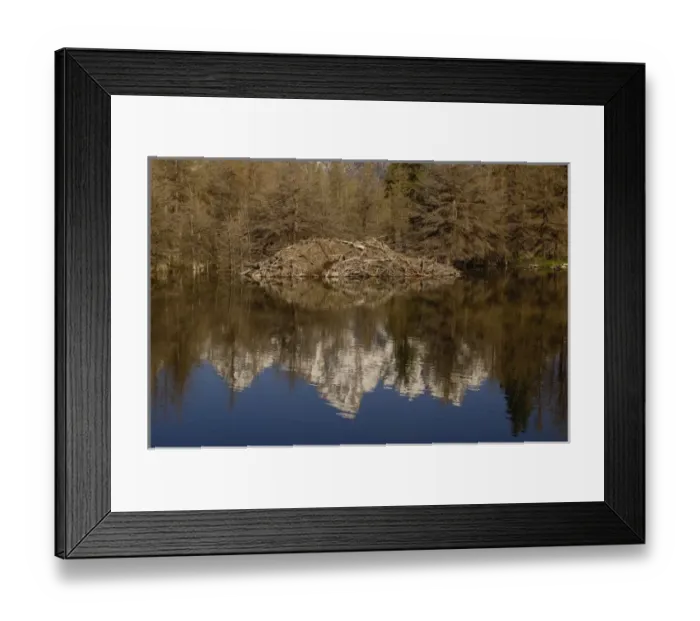 Framed Print : A stick-and-mud dam across a stream with conical house indicates a beaver (Castor canadensis)