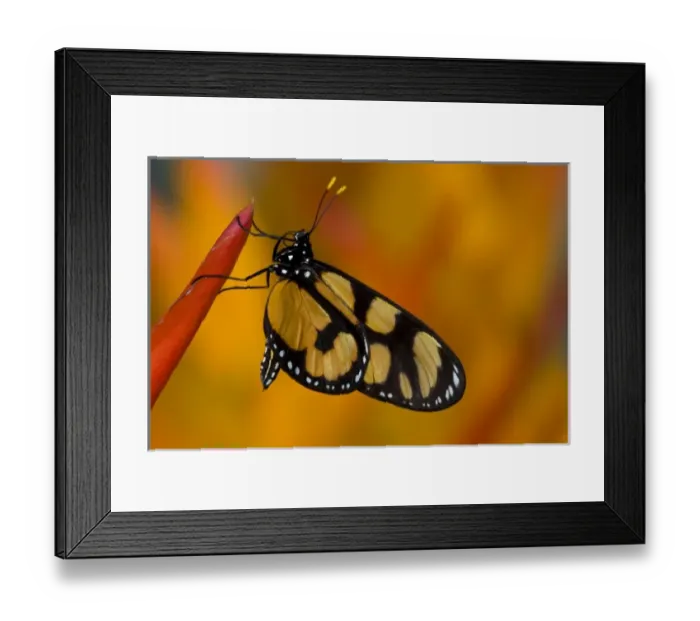 Framed Print : Sammamish, Washington Tropical Butterfly Photograph of Thyridia psidii the melantho Framed Print : Sammamish, Washington Tropical Butterfly Photograph of Thyridia psidii the melantho