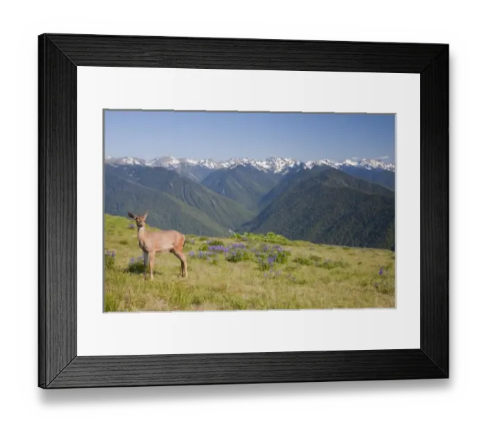 Framed Print : USA, Washington, Olympic National Park, Hurricane Ridge, Black-tailed deer, Olympic Mountain Range Framed Print : USA, Washington, Olympic National Park, Hurricane Ridge, Black-tailed deer, Olympic Mountain Range