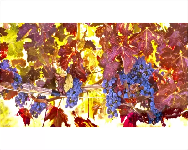 USA, Washington, Walla Walla, wine grapes