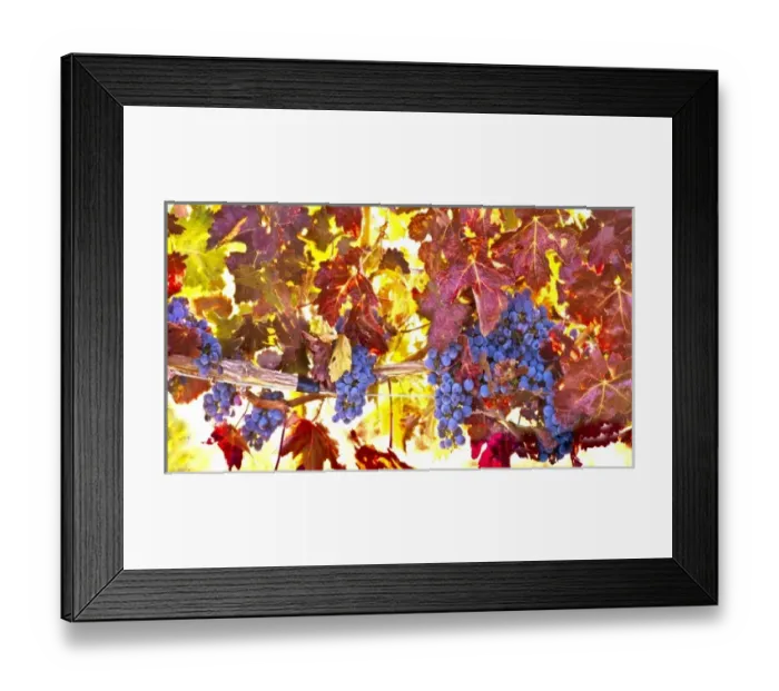 Framed Print : USA, Washington, Walla Walla, wine grapes Framed Print : USA, Washington, Walla Walla, wine grapes
