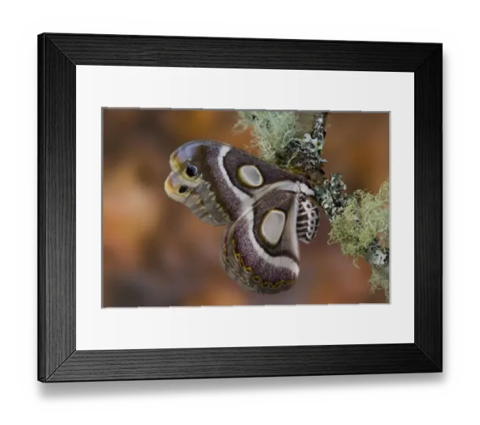 Framed Print : Sammamish, Washington photo take of African Silk Moth Epiphora bauhiniae with clear Framed Print : Sammamish, Washington photo take of African Silk Moth Epiphora bauhiniae with clear