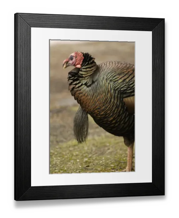 Framed Print : USA, North America, Washington Framed Print : USA, North America, Washington