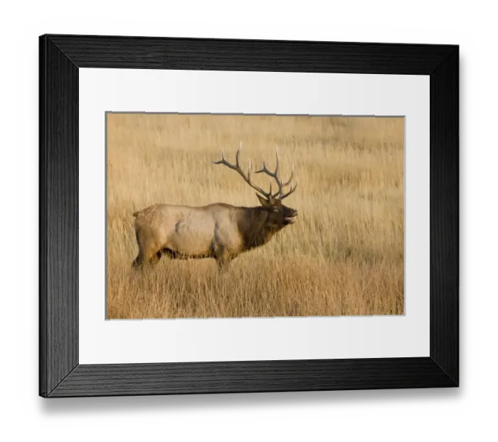 Framed Print : USA, North America, Wyoming Framed Print : USA, North America, Wyoming