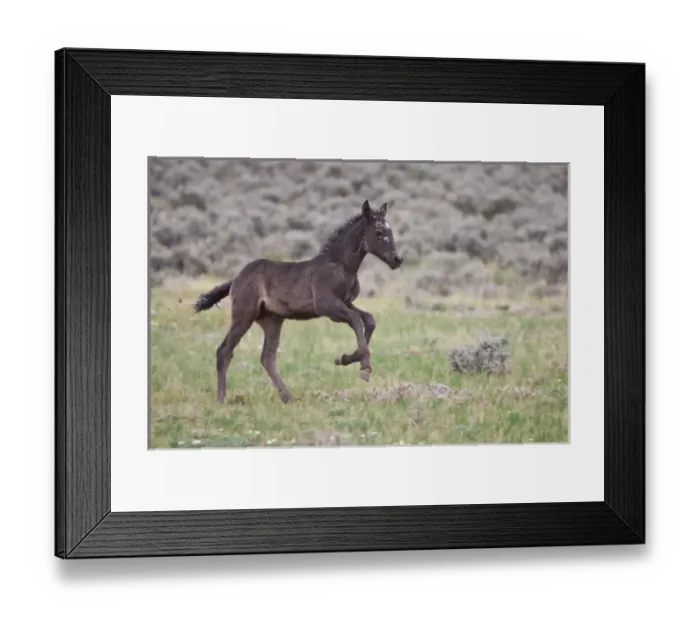Framed Print : USA, North America, Wyoming Framed Print : USA, North America, Wyoming