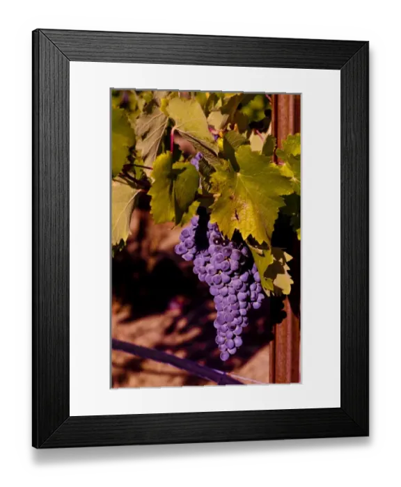 Framed Print : USA, Northwest, Eastern Washington, Kiona Winery Framed Print : USA, Northwest, Eastern Washington, Kiona Winery