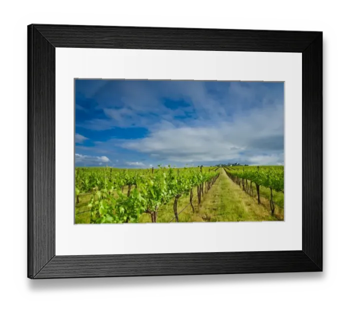 Framed Print : USA, Washington, Walla Walla. Vineyard in Walla Walla