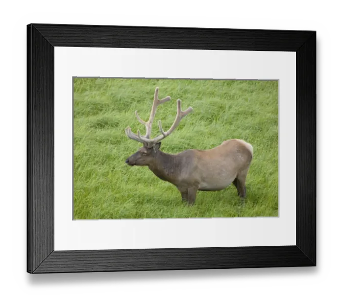 Framed Print : USA, North America, Wyoming Framed Print : USA, North America, Wyoming