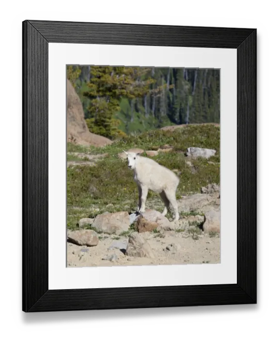 Framed Print : USA, North America, Washington