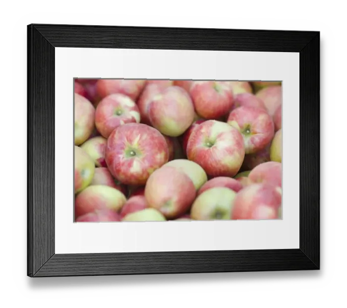 Framed Print : NA; USA; Washington; Lake Chelan; Honeycrisp apples (selective focus) Framed Print : NA; USA; Washington; Lake Chelan; Honeycrisp apples (selective focus)