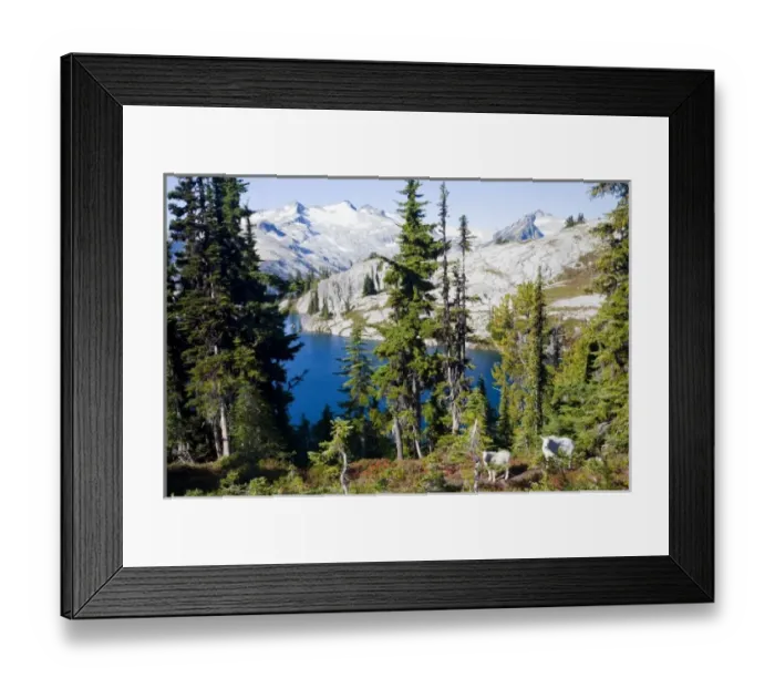 Framed Print : WA, Alpine Lakes Wilderness, Mountain Goats (Oreamnos americanus), Nanny goat and kid Framed Print : WA, Alpine Lakes Wilderness, Mountain Goats (Oreamnos americanus), Nanny goat and kid