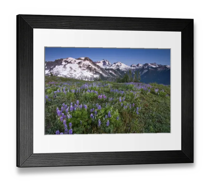 Framed Print : USA, Washington, Cascade Mountains, North Cascades NP. An alpine field of violet lupine wildflowers Framed Print : USA, Washington, Cascade Mountains, North Cascades NP. An alpine field of violet lupine wildflowers