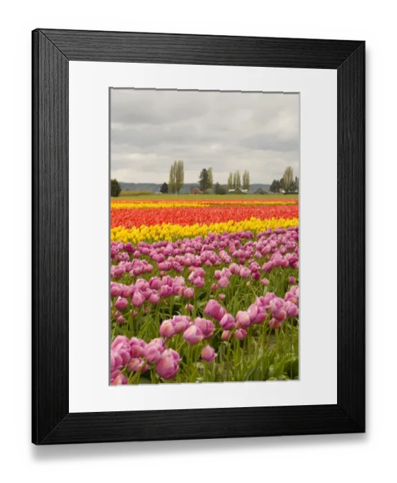 Framed Print : USA, WA, Skagit Valley. Skagit Valley Tulip Festival. Dramatic color and pattern Framed Print : USA, WA, Skagit Valley. Skagit Valley Tulip Festival. Dramatic color and pattern
