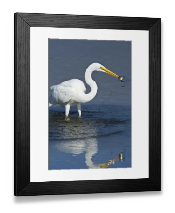Framed Print : Ridgefield National Wildlife Refuge, Washington, a Great Egret (Ardea alba) catching Framed Print : Ridgefield National Wildlife Refuge, Washington, a Great Egret (Ardea alba) catching