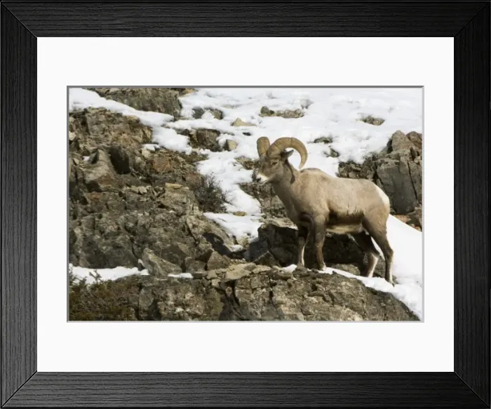 Framed Print : USA, North America, Wyoming Framed Print : USA, North America, Wyoming
