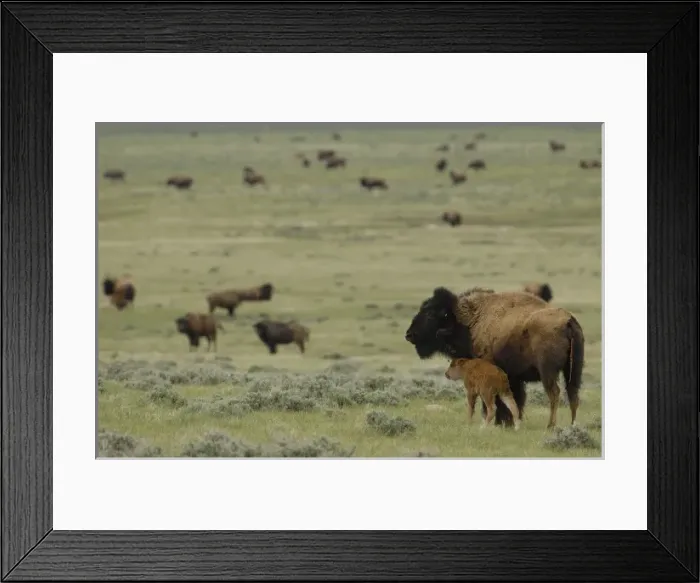 Framed Print : USA, North America, Wyoming Framed Print : USA, North America, Wyoming
