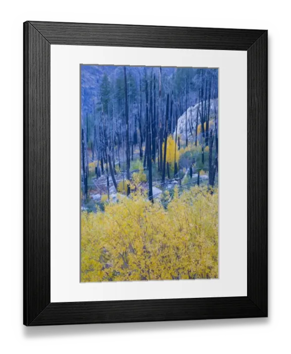 Framed Print : WA, Wenatchee National Forest, colorful autumn foliage, in burned pine forest Framed Print : WA, Wenatchee National Forest, colorful autumn foliage, in burned pine forest