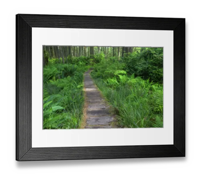 Framed Print : USA, Washington, Olympic National Park, Cape Alava trail, cedar boardwalk Framed Print : USA, Washington, Olympic National Park, Cape Alava trail, cedar boardwalk