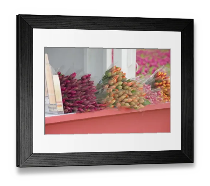 Framed Print : WA, Skagit Valley, Tulips for sale