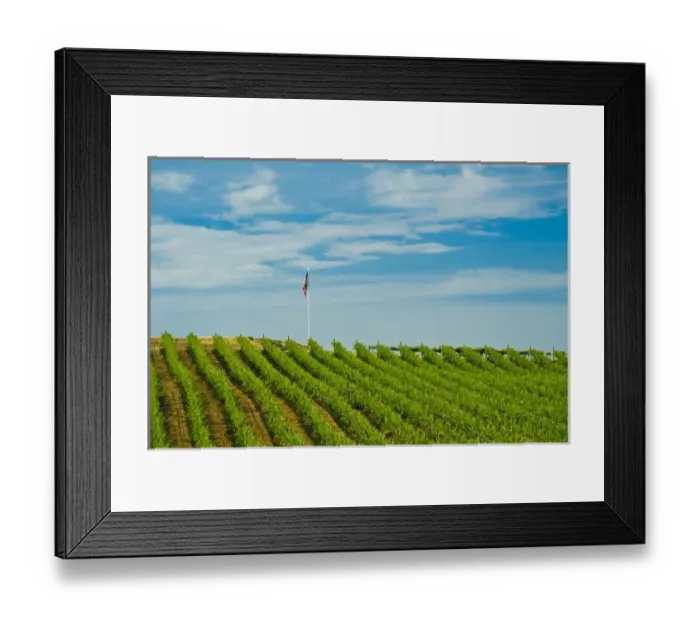 Framed Print : USA, Washington, Walla Walla. Rows of wine grapes ripen in the Walla Walla sun Framed Print : USA, Washington, Walla Walla. Rows of wine grapes ripen in the Walla Walla sun