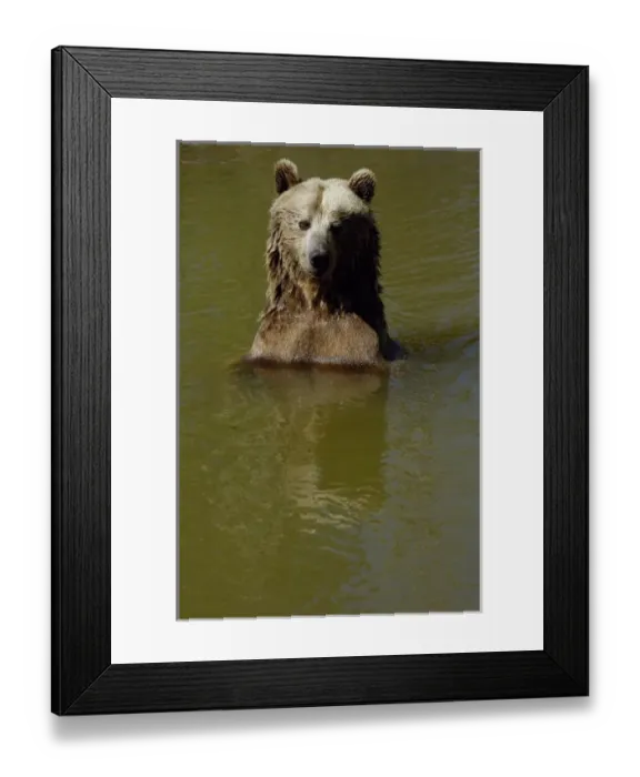 Framed Print : Grizzly Bear (Ursus horribilis) Bear World, Wyoming. USA Framed Print : Grizzly Bear (Ursus horribilis) Bear World, Wyoming. USA