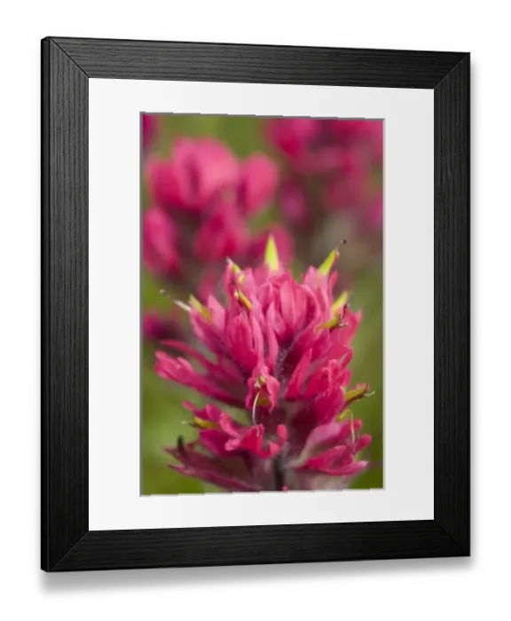 Framed Print : WA, Mount Rainier National Park, Magenta Paintbrush (Castilleja parviflora)