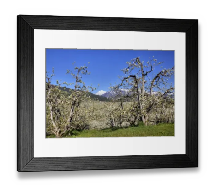 Framed Print : WA, Chelan County, Dryden, pear orchard in bloom