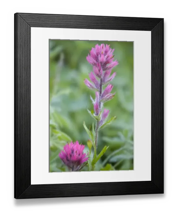 Framed Print : WA, Mount Rainier National Park, Magenta Paintbrush (Castilleja parviflora)
