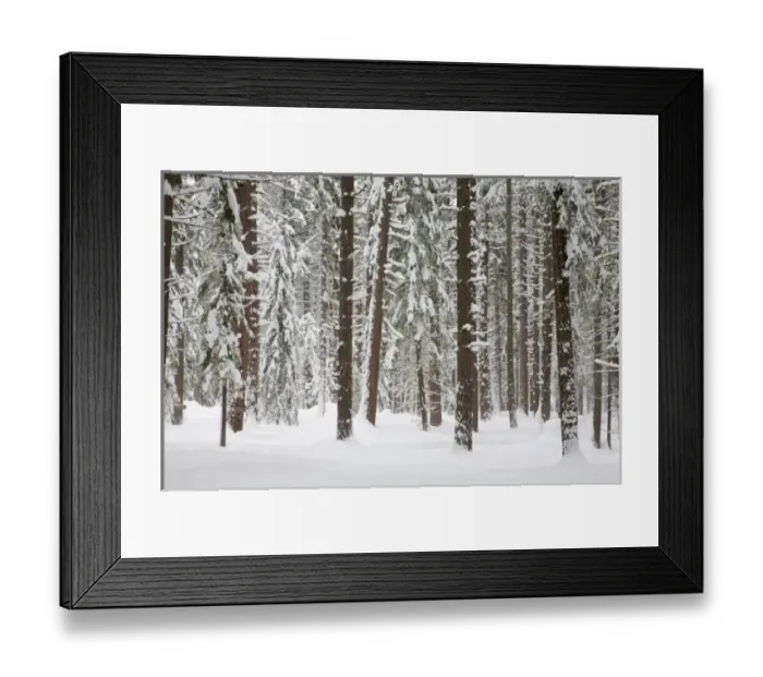 Framed Print : WA, Wenatchee National Forest, Ponderosa Pine forest Framed Print : WA, Wenatchee National Forest, Ponderosa Pine forest