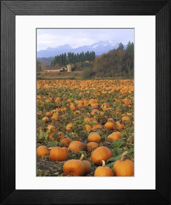 Framed Print : USA, Washington, Snohomish. Pumpkin patch with old barn and Cascade mountains in distance Framed Print : USA, Washington, Snohomish. Pumpkin patch with old barn and Cascade mountains in distance
