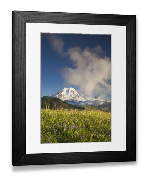 Framed Print : WA, Mt. Baker Wilderness, Mt. Baker and wildflower meadow from Skyline Divide Framed Print : WA, Mt. Baker Wilderness, Mt. Baker and wildflower meadow from Skyline Divide