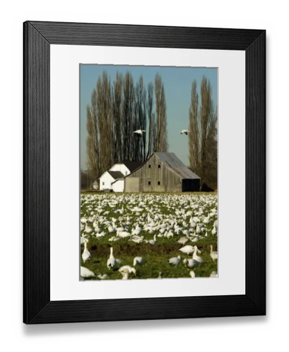 Framed Print : USA, North America, Washington
