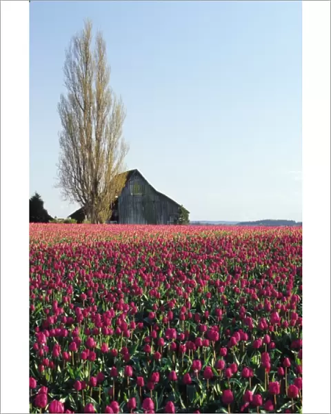 USA, Washington, Skagit Valley. Pink tulip fields with old barn