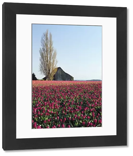 USA, Washington, Skagit Valley. Pink tulip fields with old barn
