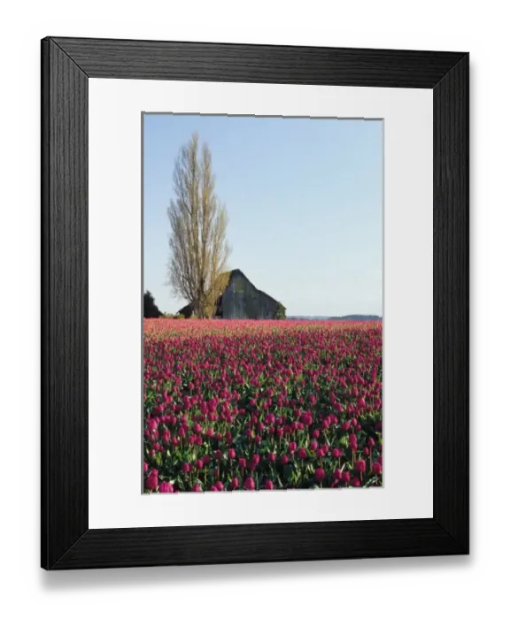 Framed Print : USA, Washington, Skagit Valley. Pink tulip fields with old barn Framed Print : USA, Washington, Skagit Valley. Pink tulip fields with old barn