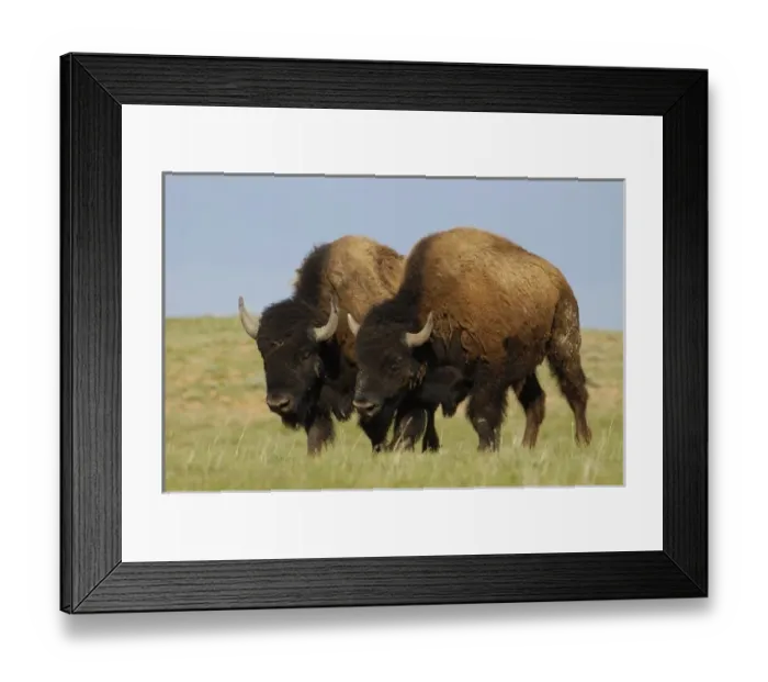 Framed Print : USA, North America, Wyoming Framed Print : USA, North America, Wyoming
