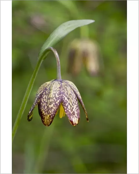 Chocolate Lily (Fritillaria afifnis) is an uncommon perennial bulb that was used