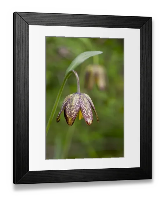 Framed Print : Chocolate Lily (Fritillaria afifnis) is an uncommon perennial bulb that was used Framed Print : Chocolate Lily (Fritillaria afifnis) is an uncommon perennial bulb that was used