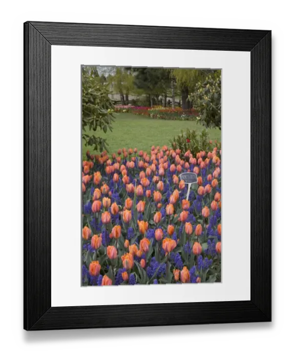 Framed Print : WA, Skagit Valley, Roozengaarde Tulip Garden