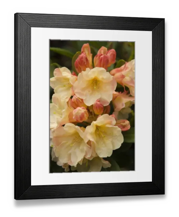 Framed Print : USA, North America, Washington