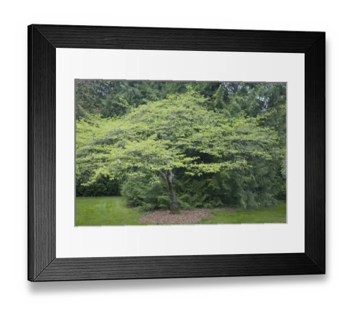 Framed Print : USA, North America, Washington Framed Print : USA, North America, Washington