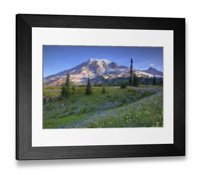 Framed Print : USA, Washington, Mt. Rainier NP, Mt. Rainier and wildflowers at Mazama Ridge Framed Print : USA, Washington, Mt. Rainier NP, Mt. Rainier and wildflowers at Mazama Ridge